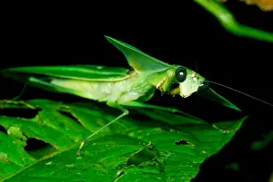 Tropical Forest Animals Stampe: Shield Mantis