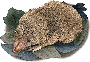 American Wildlife Art Stampe: Least Shrew