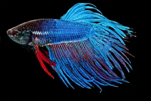 Siamese Fighting Fish Stampe: Siamese Fighting Fish