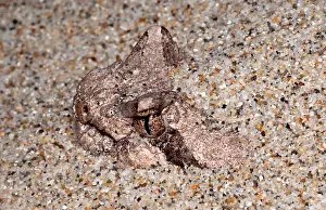 Vertebrate Wildlife Photos Stampe: Sidewinder