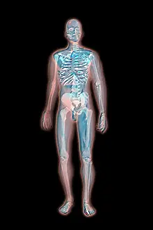 Human Skeleton Illustration Stampe: Skeleton