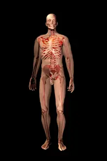 Human Skeleton Illustration Stampe: Skeleton