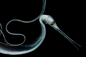 Tropical Ocean Fish Stampe: Slender Snipe Eel