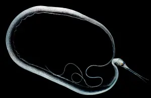 Tropical Ocean Fish Stampe: Slender Snipe Eel
