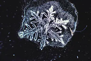 Winter Weather Patterns Stampe: Snowflake