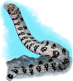 Marine Life Illustration Stampe: Snowflake Moray Eel