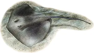 Marine Life Illustrations Stampe: Southern Stringray