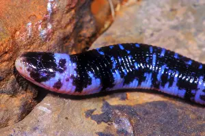 Brazilian Reptiles Stampe: Speckled Worm Lizard