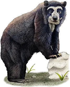 Stampa con cornice : Orso dagli occhiali Stampa con cornice : Orso dagli occhiali