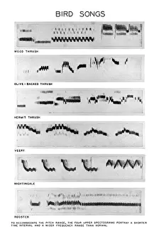 Stampa con cornice : Spectrograms Stampa con cornice : Spectrograms