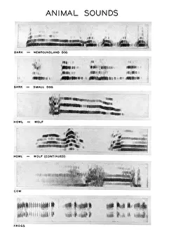 Bird Species Identification Stampe: Spectrograms