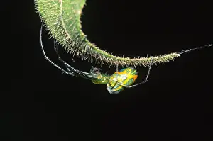 Ecuadorian Wildlife Stampe: Spider