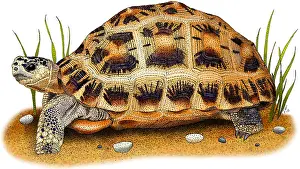 Critically Endangered Animals Stampe: Spider Tortoise