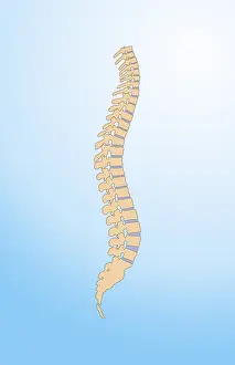 Nervous System Diagrams Stampe: Spinal Column
