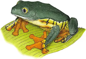 Central America Fauna Stampe: Splendid Leaf Frog
