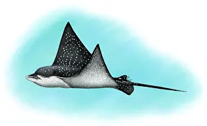 Aquatic Life Illustrations Stampe: Spotted Eagle Ray