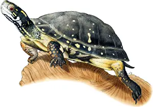 American Wildlife Art Stampe: Spotted Turtle