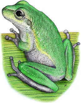 United States Wildlife Stampe: Squirrel Treefrog