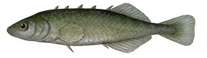 Animal Illustrations Online Stampe: Stickleback