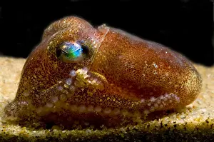 Pacific Ocean Creatures Stampe: Stubby Squid