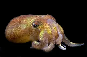 Deep Sea Squid Stampe: Stubby Squid