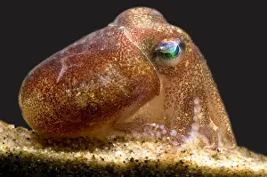 Deep Sea Squid Stampe: Stubby Squid