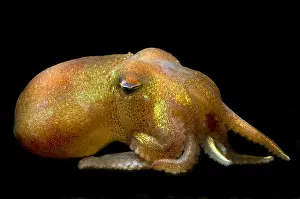 Pacific Ocean Animals Stampe: Stubby Squid