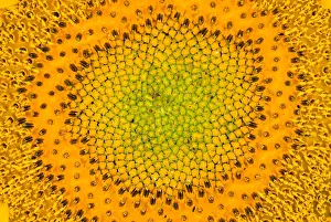 Sunflower Seeds Stampe: Sunflower
