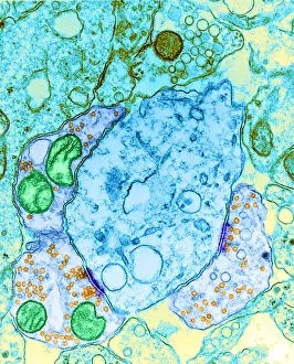 Nerve Cell Anatomy Stampe: Synapse, TEM
