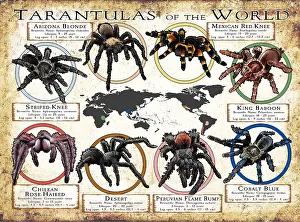 Tarantole del Mondo