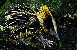 Malagasy Mammals Stampe: Tenrec