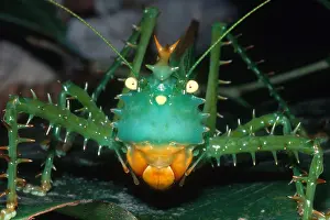 Tettigoniidae Family Insects Stampe: Thorny Devil Katydid