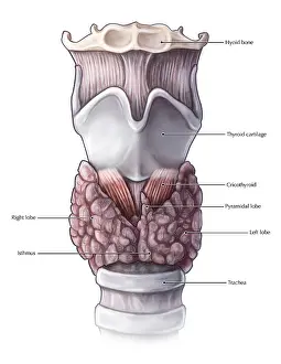Thyroid Gland Anatomy Stampe: Thyroid Anatomy