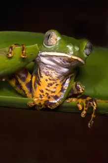 Hylidae Family Frogs Stampe: Tiger-Stripe Monkey Frog
