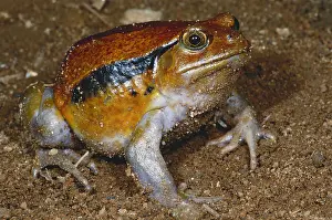 Endemic Madagascan Fauna Stampe: Tomato Frog