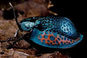 Peruvian Wildlife Stampe: Tortoise beetle