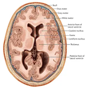 Cerebral Cortex Illustration Stampe: Transverse Section of the Brain