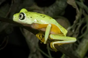 Central American Frogs Stampe: Tree Frog