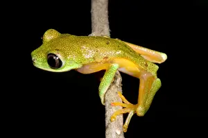 Tree Frog Species Stampe: Tree Frog