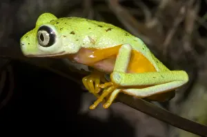 Central American Frogs Stampe: Tree Frog