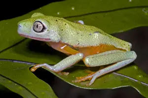 Endangered Species List Stampe: Tree Frog