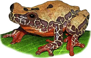 South American Wildlife Art Stampe: Triangle Treefrog, Illustration