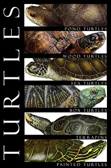 Animal Illustrations Stampe: Turtles, Poster