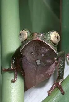 Rainforest Wildlife Photos Stampe: Vaillanti's Monkey Frog
