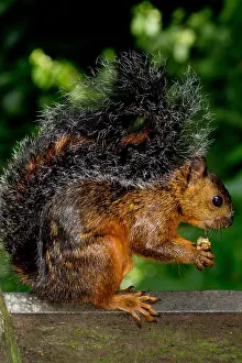 Central America Animals Stampe: Variegated Squirrel