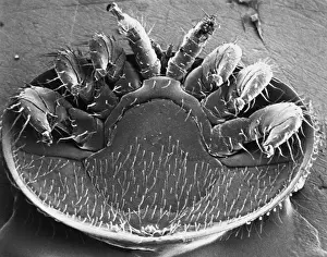 Arthropod Parasite Stampe: Varroa Mite