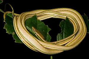 Peruvian Wildlife Stampe: Vine Snake