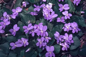 Nature Plants Stampe: Violets