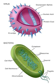 Viral Particle Structure Stampe: Virus vs bacteria structure comparison of differences, diagram, medical visual