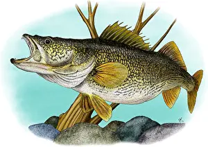 American Wildlife Art Stampe: Walleye